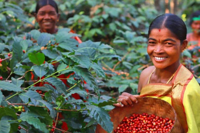 Coffee Plantation - Araku